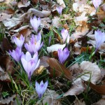 Zavelstein2 Zavelstein2