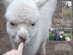 Alpaka 2 Alpaka 2